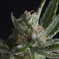 Shark CBD Feminised Seeds
