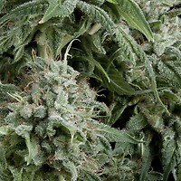 Northern Lights CBD Auto Feminised Seeds