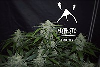 Fugue State Auto Feminised Seeds