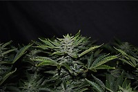 Orange Diesel Auto Feminisiert Saatgut