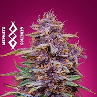 Strawberry Nuggets Auto Feminisiert Saatgut