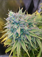 Gold Glue Auto Feminisiert Saatgut