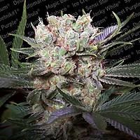 Californian Gold Feminised Seeds