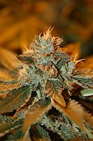 Cataract Kush Feminisiert Samen