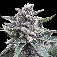 Kosher Sorbet Feminised Seeds (Sorbet Collection)