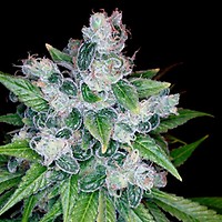 Kandy Kush Feminisiert Samen