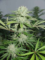 Cannalope Haze Feminised Seeds