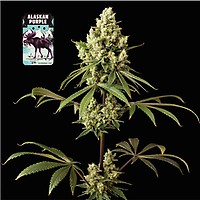 Alaskan Purple Feminisiert Saatgut