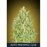 Pineapple Glue Auto Feminisiert Samen