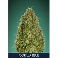 Gorilla Blue Feminisiert Samen