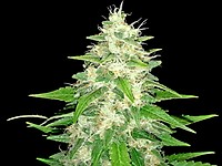 Gorilla Glue #4 Feminised Seeds