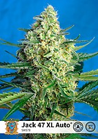 Jack 47 XL Auto Feminised Seeds