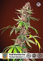 Red Mandarine F1 Fast Feminised Seeds