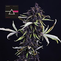 Pink Kush CBD 30:1 Auto Feminisiert Saatgut