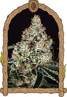 Zkittalicious Feminised Seeds