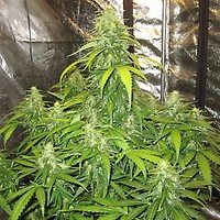 Devotchka Auto Feminised Seeds