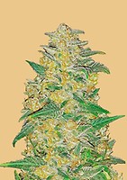 Original AK Auto Feminised Seeds