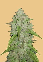 Original Amnesia Haze Auto Feminised Seeds