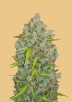 Original BubbleGum Auto Feminised Seeds