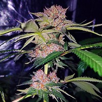 Mimosa Champagne Feminised Seeds