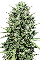 Morocco Beldia Kif Feminised Seeds