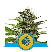 Tatanka Pure CBD Feminised Seeds
