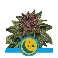 Purplematic CBD Auto Feminised Seeds
