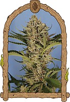Herz OG Auto Feminised Seeds