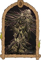 Purple Shot Feminised Seeds