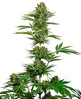 Satin Black Domina CBD Feminised Seeds