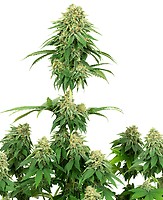 Girl Scout Cookies Feminised Seeds