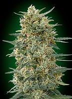 Gorilla Fast Feminised Seeds