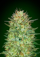 Sweet Critical Auto Feminised Seeds