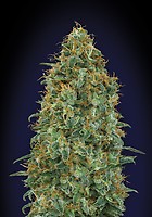 Blueberry Feminised Seeds