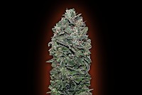 Sweet Soma Feminised Seeds