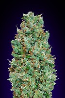 Blueberry Auto Feminised Seeds