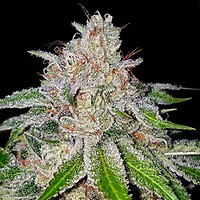Cherry 18 Feminisiert Samen (Crockett Family Farms)