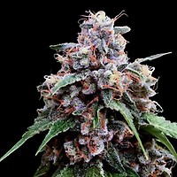 Lemon 18 Feminisiert Saatgut (Crockett Family Farms)
