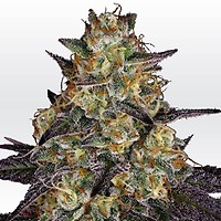 El Dorado OG Feminised Seeds