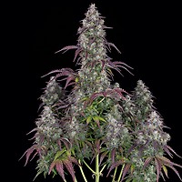 Lemon Pie Auto Feminised Seeds