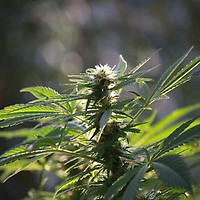Tiger-One CBD 26:1 Feminisiert Saatgut - BULK
