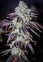 Purple Punch Feminisiert Saatgut - BULK