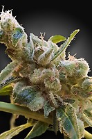 Relax CBD Feminised Seeds (CBDrelax‚Ñ¢)