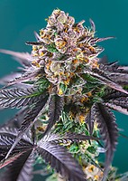 Red Strawberry Banana Auto Feminised Seeds