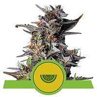 Watermelon Auto Feminised Seeds