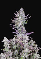 Wedding Glue Auto Feminised Seeds