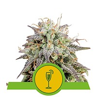Mimosa Auto Feminised Seeds