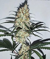 Grape Amnesia Feminisiert Samen