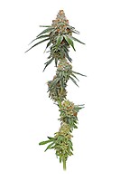 Pineapple Upside Down Cake Feminised Seeds