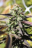 Chunkadelic Auto Feminised Seeds